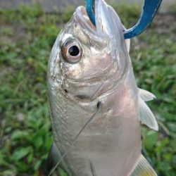 良型メッキ爆釣中