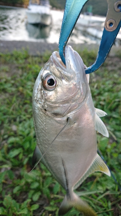 良型メッキ爆釣中