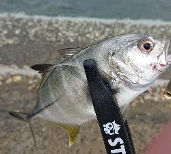 トップゲームのメッキそろそろ終演