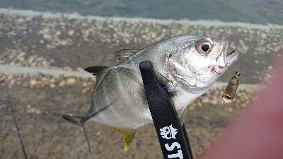 トップゲームのメッキそろそろ終演