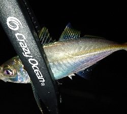 アジング安定釣果！