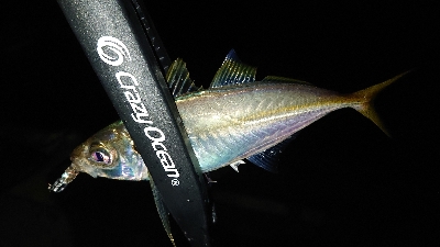 アジング安定釣果！