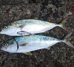 ハマチ好調！タチウオ何処行った？