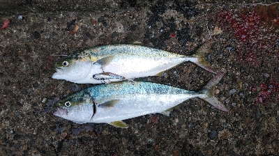 ハマチ好調！タチウオ何処行った？