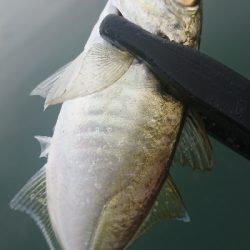 デイアジングで久しぶりのアジ