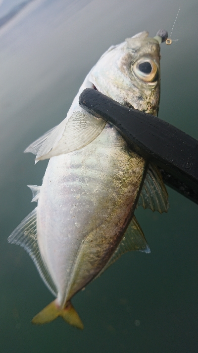 デイアジングで久しぶりのアジ