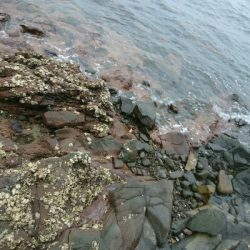 フラット狙いで、アコウ!!