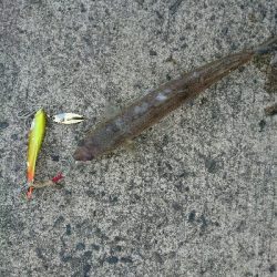 フラット狙いで、エソ2発!!