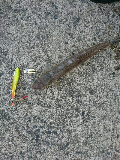 フラット狙いで、エソ２発！！