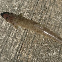 真っ昼間の12時のフラットマゴチ釣果w