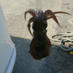 強風の中、秋イカ調査❗