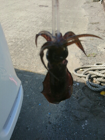 強風の中、秋イカ調査❗