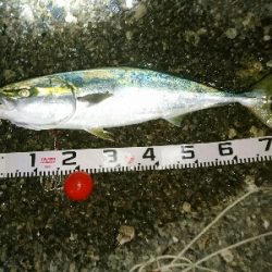 今季初の青物ブリ80㎝ゲット！！