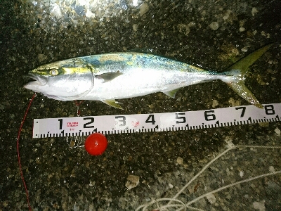 今季初の青物ブリ80㎝ゲット！！