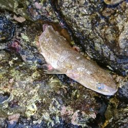 ランディング途中に食いちぎられたエソ