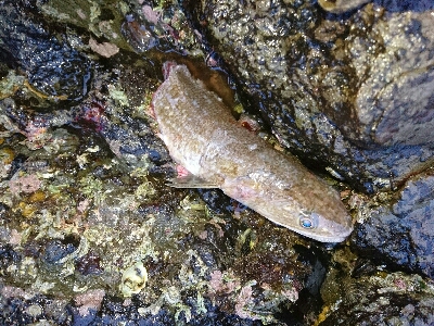 ランディング途中に食いちぎられたエソ