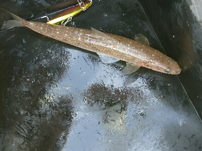 投げても投げてもエソしか釣れぬ