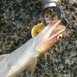 フラット狙いで、オオモンハタ釣果❗