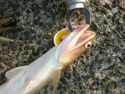 フラット狙いで、オオモンハタ釣果❗