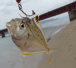 デイシーバス狙いだったが…