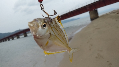 デイシーバス狙いだったが…