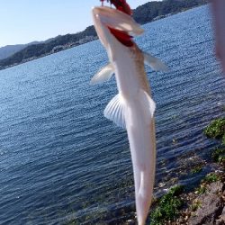 外海が荒れていたので