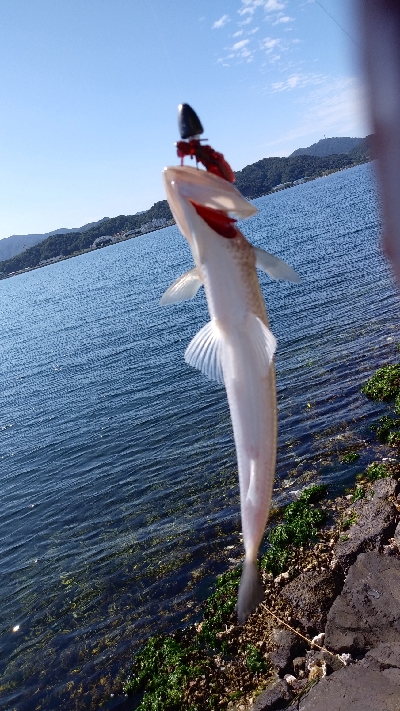 外海が荒れていたので