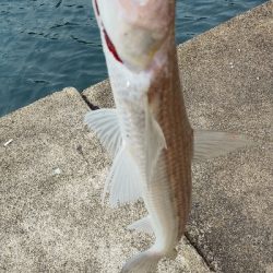 エギングとショアジギング③