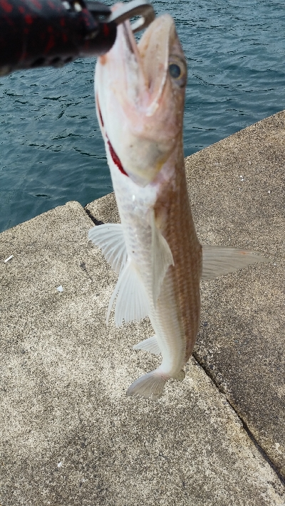 エギングとショアジギング③
