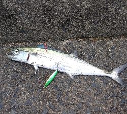 ショアジギングにて