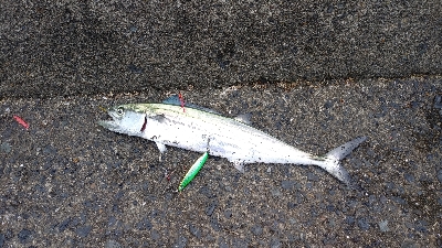 ショアジギングにて