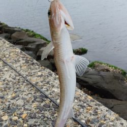 なんとかサゴシに会えた