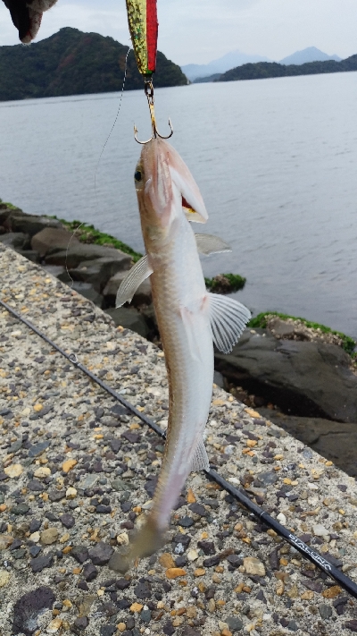 なんとかサゴシに会えた