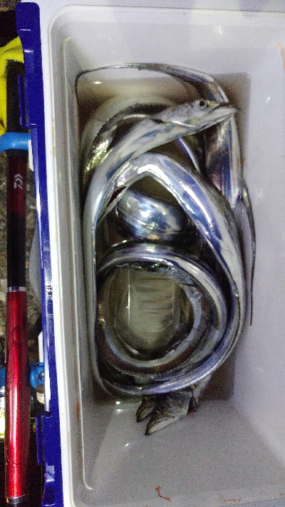 よく釣れました