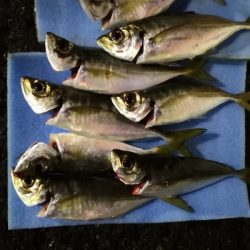 アジング練習29