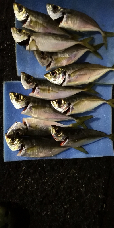 アジング練習29