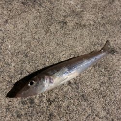 南蛮漬けが食べたくて