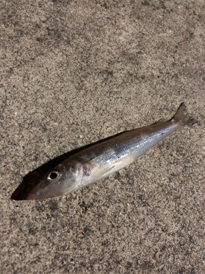 南蛮漬けが食べたくて