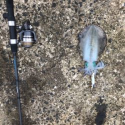 今年初エギング