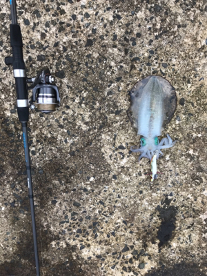 今年初エギング