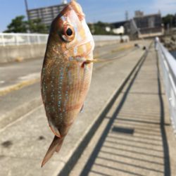 自作仕掛けでサヨリ釣り