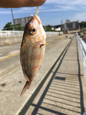 自作仕掛けでサヨリ釣り