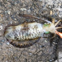 久しぶりのイカ