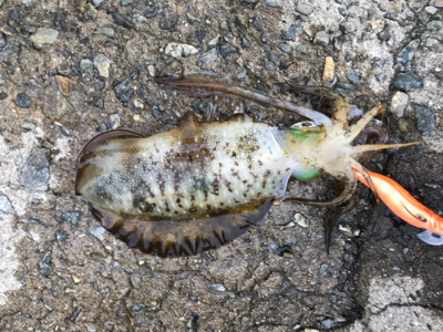 久しぶりのイカ