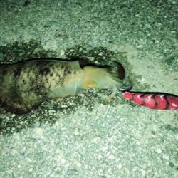 上手く釣りたい