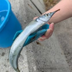 サヨリ仕掛けで30匹以上