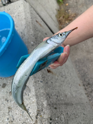 サヨリ仕掛けで30匹以上