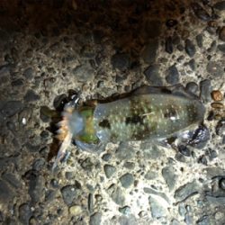 暗い時間帯だけでした。