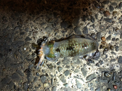 暗い時間帯だけでした。