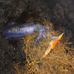 第三回アオリイカ調査